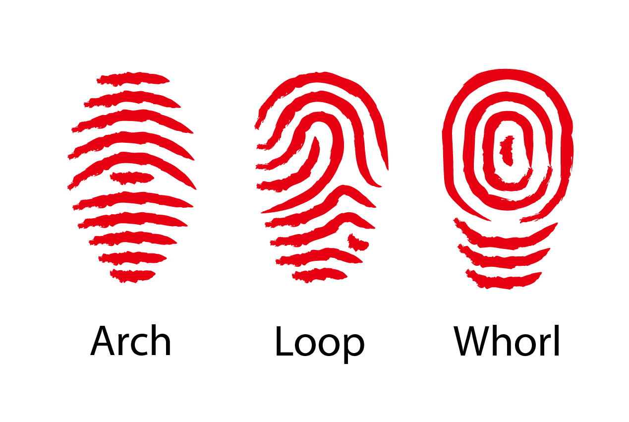 hypothesis on fingerprints