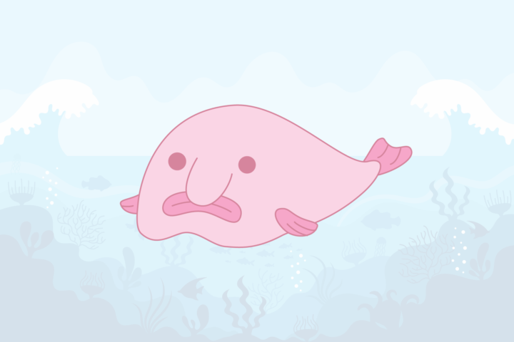 Blobfish - Animal Facts for Kids - Characteristics & Pictures