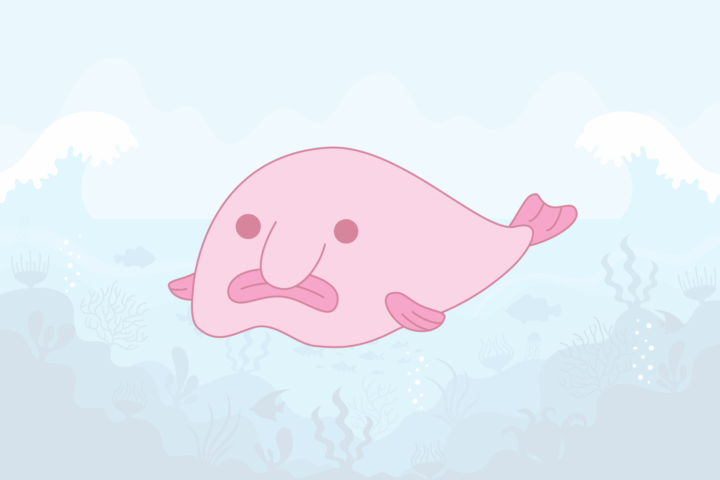 What the Heck Is a Blobfish?